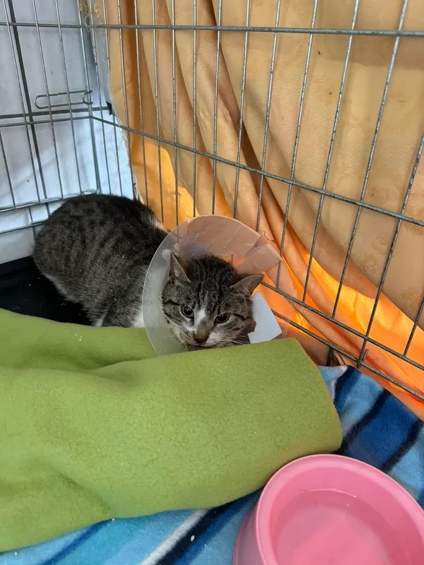 Kot do adopcji, Kielce, 14 czerwca 2024