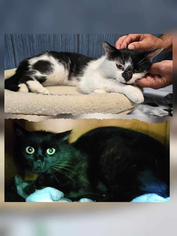 Kot do adopcji, Ropczyce, 14 czerwca 2024