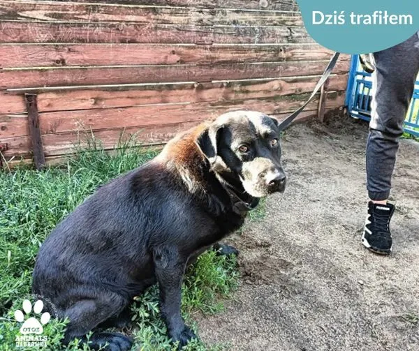 Znaleziono psa, Dąbrówka, 13 czerwca 2024 (1/2)