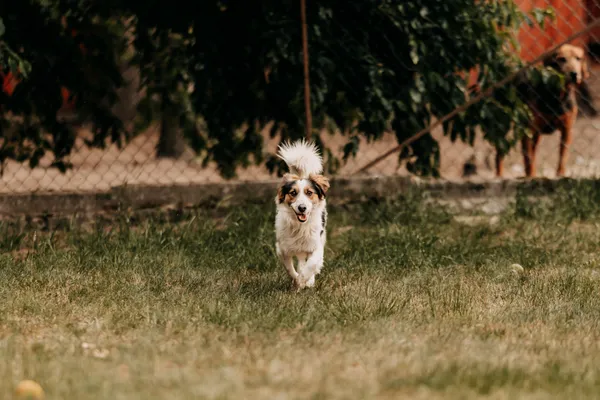 Pies do adopcji, Czartki, 13 czerwca 2024 (2/5)