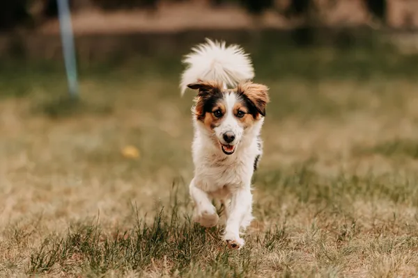 Pies do adopcji, Czartki, 13 czerwca 2024 (3/5)