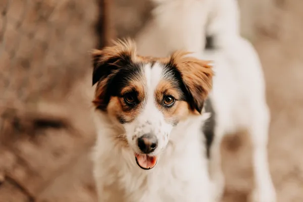 Pies do adopcji, Czartki, 13 czerwca 2024 (4/5)