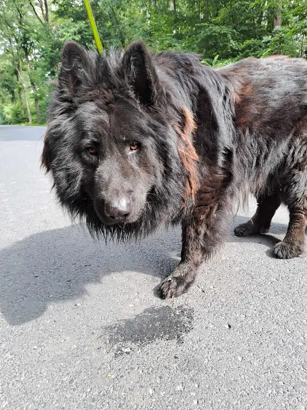 Znaleziono psa, Oborniki, 14 czerwca 2024 (2/5)