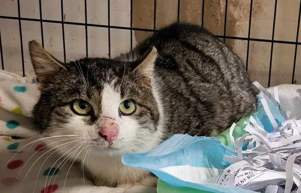 Znaleziono kota, Toruń, 10 czerwca 2024