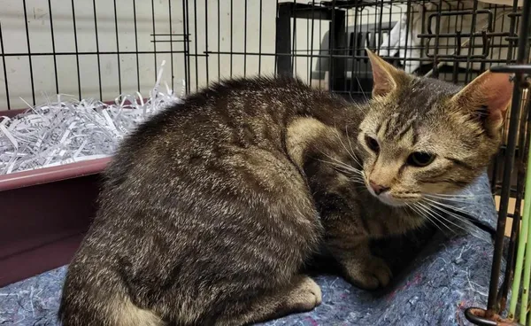 Znaleziono kota, Toruń, 10 czerwca 2024