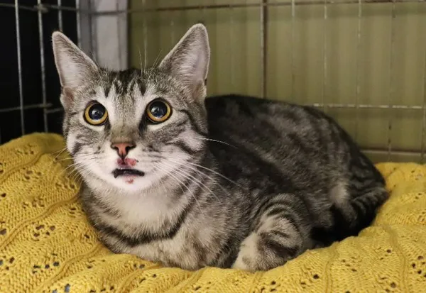 Znaleziono kota, Łódź, 13 czerwca 2024 (1/2)