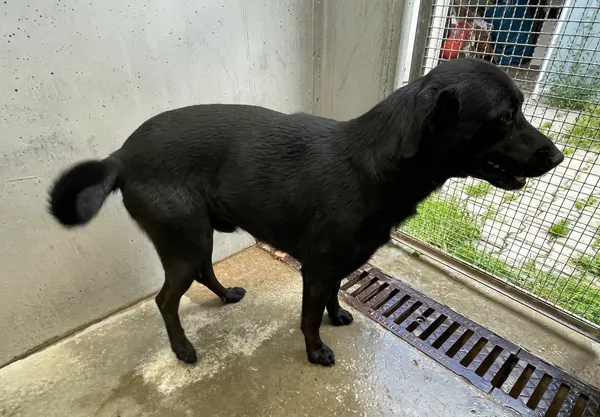 Znaleziono psa, Lublin, 13 czerwca 2024