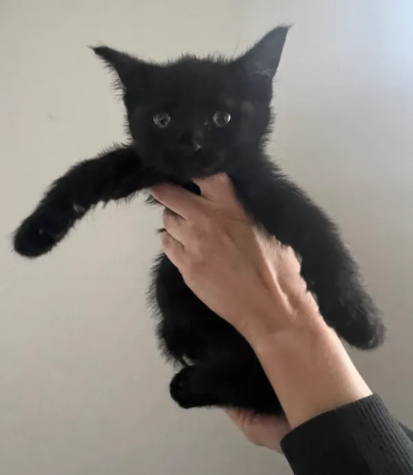 Znaleziono kota, Lublin, 12 czerwca 2024