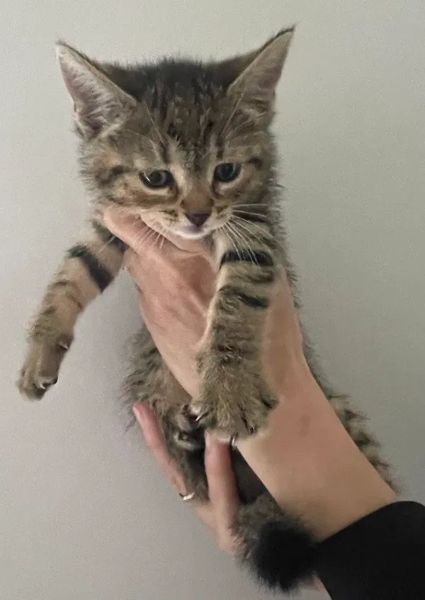 Znaleziono kota, Lublin, 12 czerwca 2024