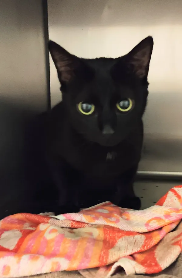 Znaleziono kota, Lublin, 13 czerwca 2024