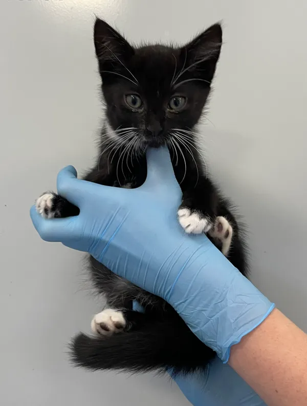 Znaleziono kota, Lublin, 14 czerwca 2024