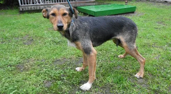 Pies do adopcji, Brodnica, 20 października 2021