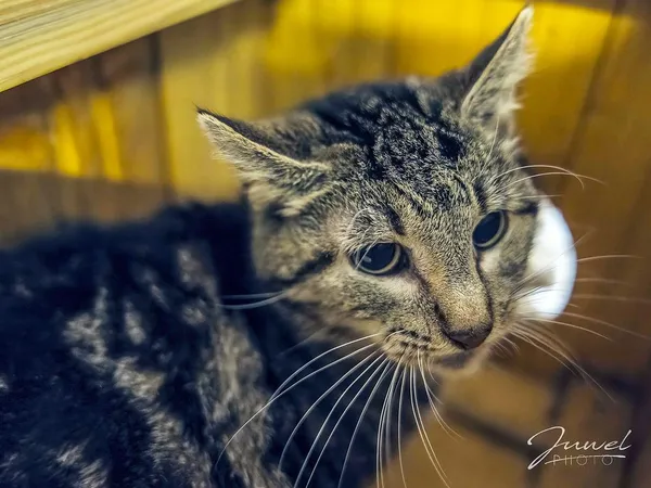 Kot do adopcji, Sopot, 14 czerwca 2024 (2/3)