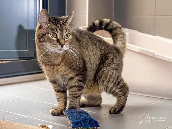 Kot do adopcji, Sopot, 13 czerwca 2024 (3/5)