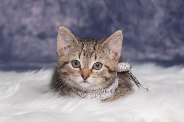 Kot do adopcji, Gdańsk, 11 czerwca 2024