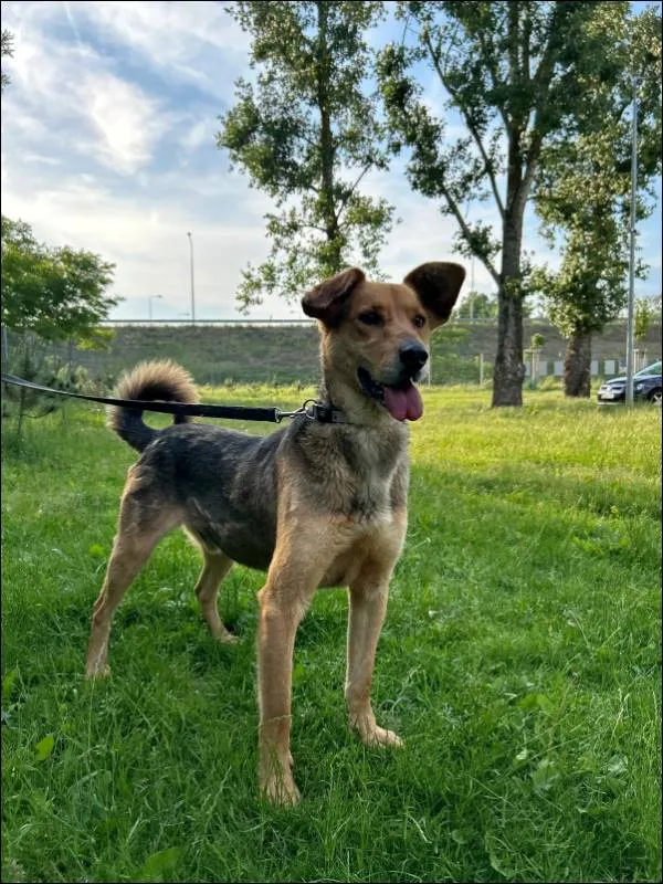 Znaleziono psa, Grudziądz, 2 marca 2024