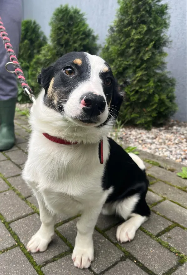 Pies do adopcji, Włocławek, 13 czerwca 2024 (1/5)