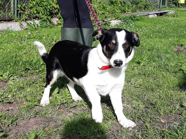 Pies do adopcji, Włocławek, 13 czerwca 2024 (2/5)