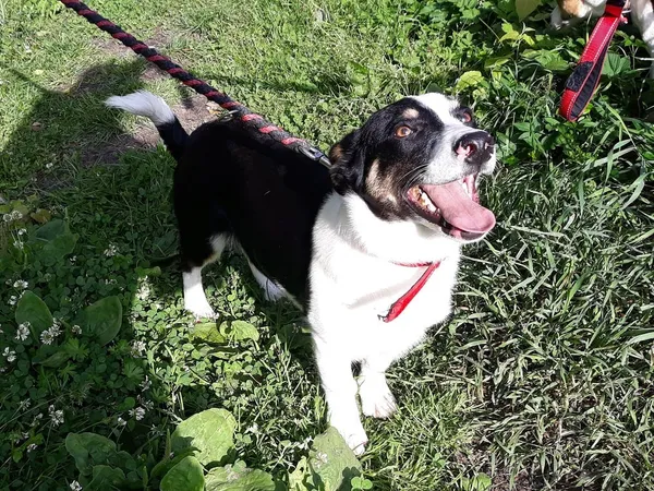 Pies do adopcji, Włocławek, 13 czerwca 2024 (5/5)