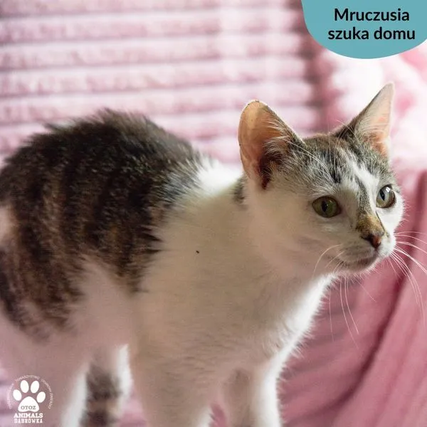 Kot do adopcji, Dąbrówka, 14 czerwca 2024 (2/5)