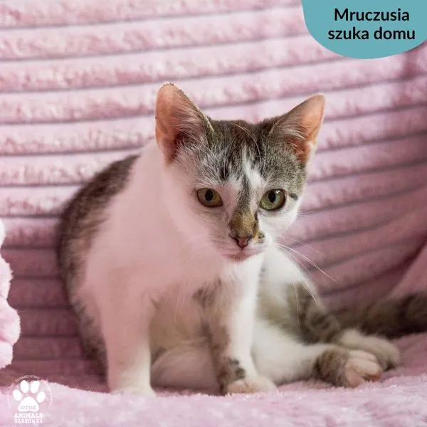 Kot do adopcji, Dąbrówka, 14 czerwca 2024 (4/5)