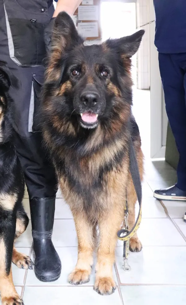 Znaleziono psa, Łódź, 14 czerwca 2024 (2/2)