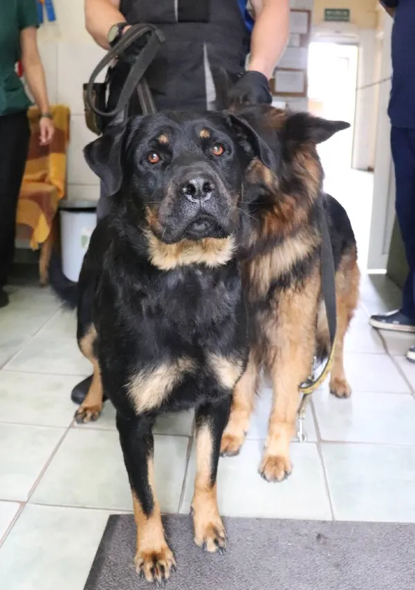 Znaleziono psa, Łódź, 14 czerwca 2024 (1/2)