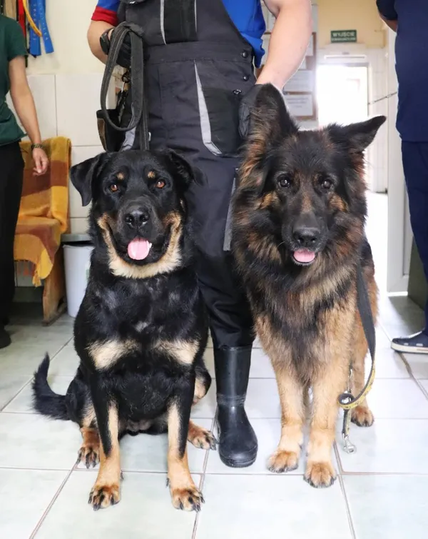 Znaleziono psa, Łódź, 14 czerwca 2024 (2/2)