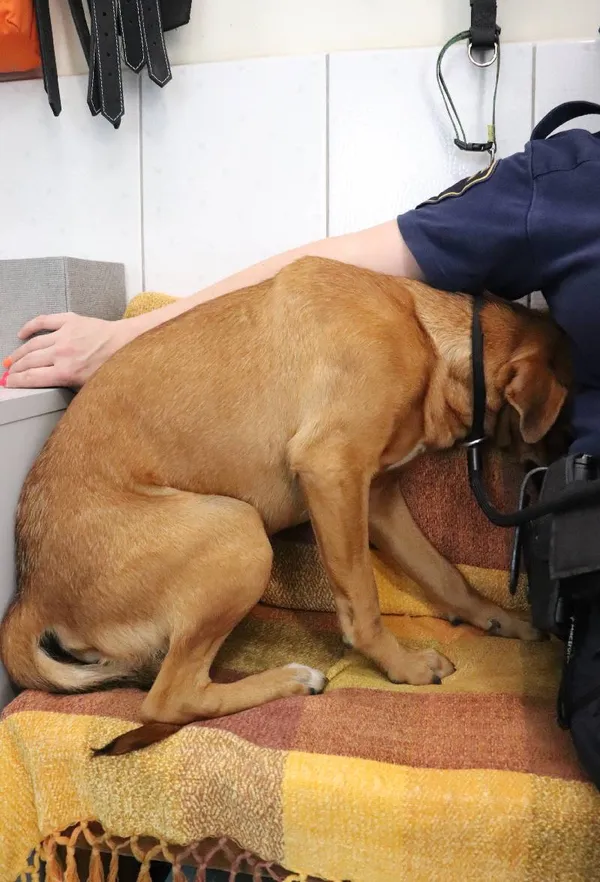 Znaleziono psa, Łódź, 14 czerwca 2024 (1/3)