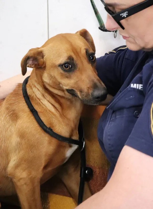 Znaleziono psa, Łódź, 14 czerwca 2024 (2/3)