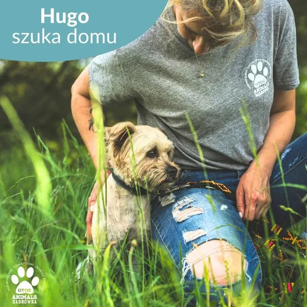 Pies do adopcji, Dąbrówka, 14 czerwca 2024 (3/5)