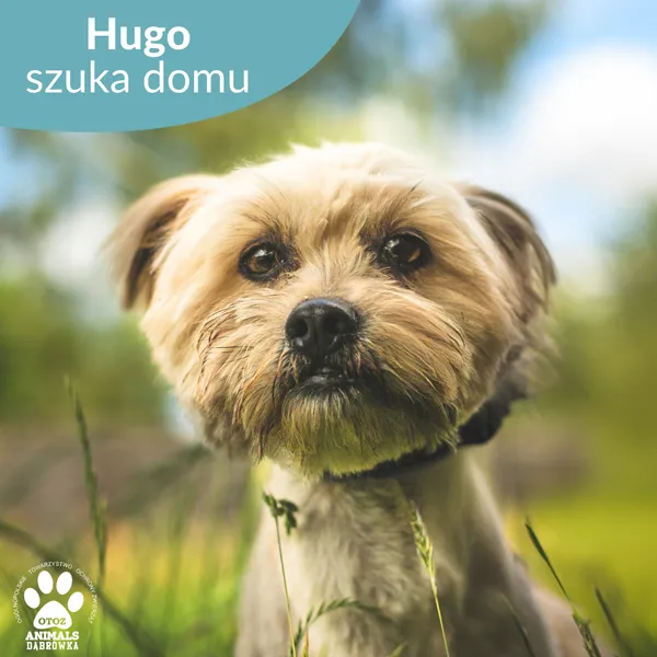 Pies do adopcji, Dąbrówka, 14 czerwca 2024 (5/5)