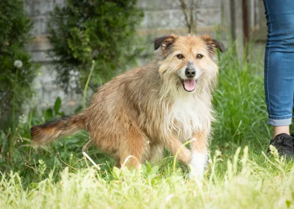 Pies do adopcji, Bełchatów, 24 października 2023 (1/5)