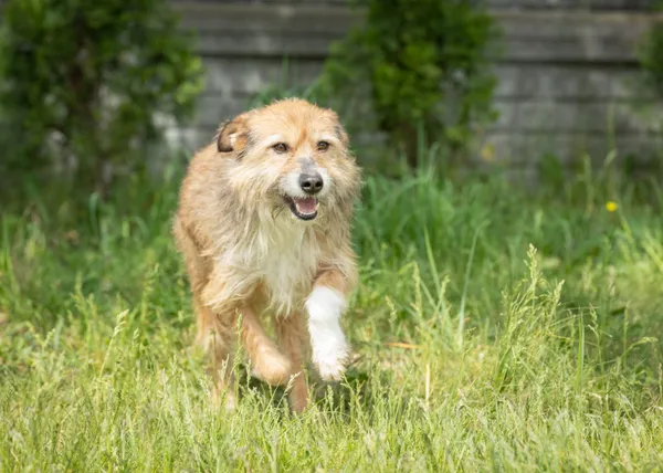 Pies do adopcji, Bełchatów, 24 października 2023 (2/5)