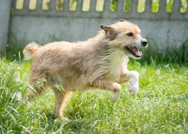 Pies do adopcji, Bełchatów, 24 października 2023 (3/5)