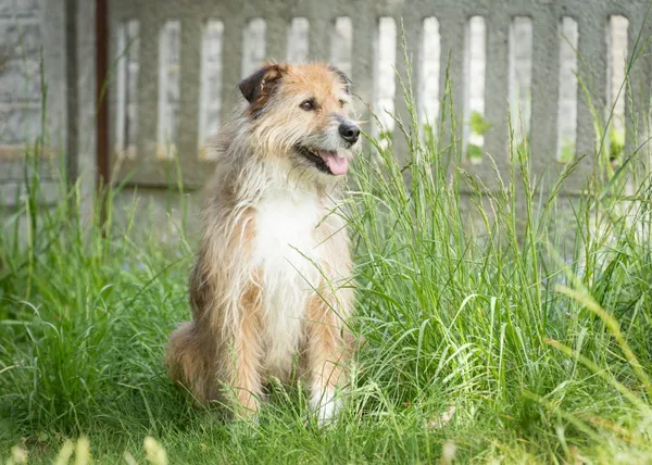 Pies do adopcji, Bełchatów, 24 października 2023 (5/5)