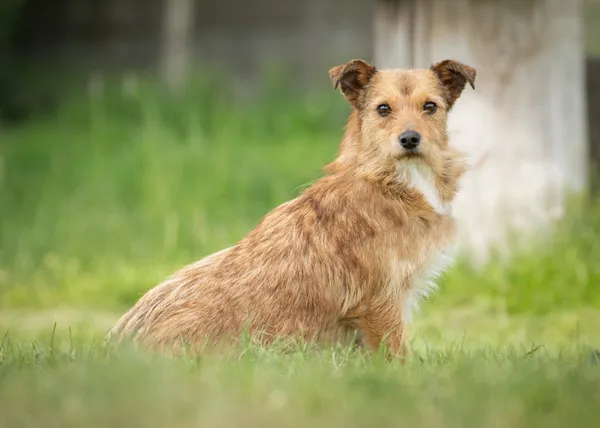Pies do adopcji, Bełchatów, 12 kwietnia 2024 (1/5)