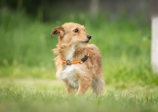 Pies do adopcji, Bełchatów, 12 kwietnia 2024 (3/5)