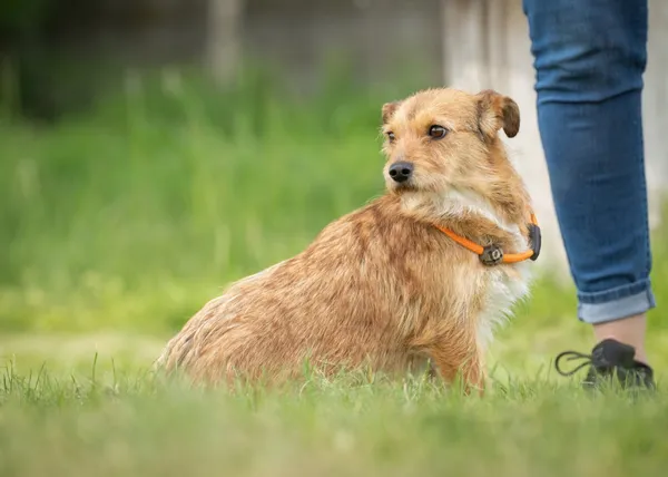 Pies do adopcji, Bełchatów, 12 kwietnia 2024 (4/5)