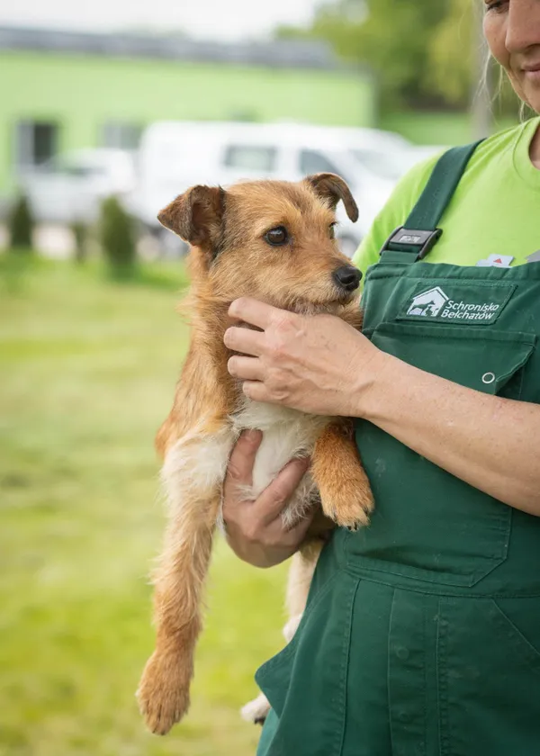 Pies do adopcji, Bełchatów, 12 kwietnia 2024 (5/5)