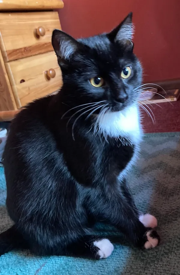 Zaginął kot, Łódź, 14 czerwca 2024