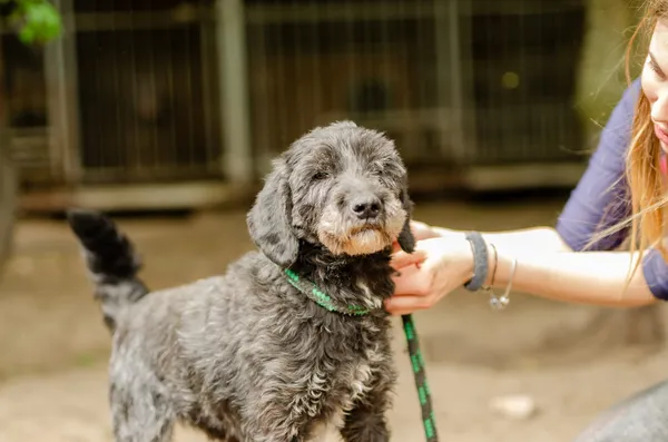 Oddam psa, Olsztyn, Nagórki, 15 czerwca 2024 (2/3)