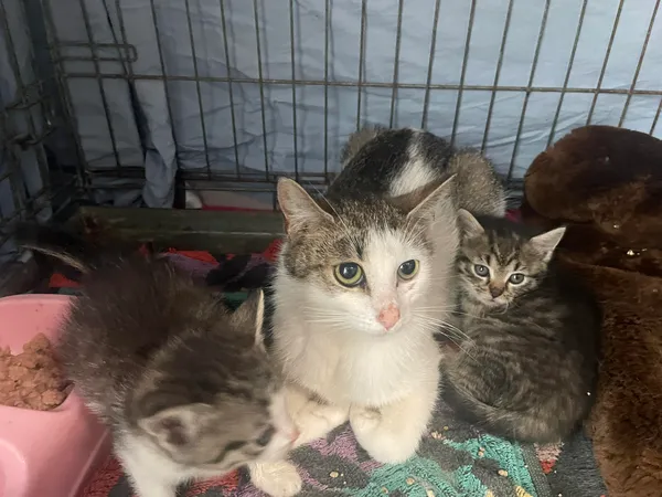 Znaleziono kota, Sosnowiec, 14 czerwca 2024