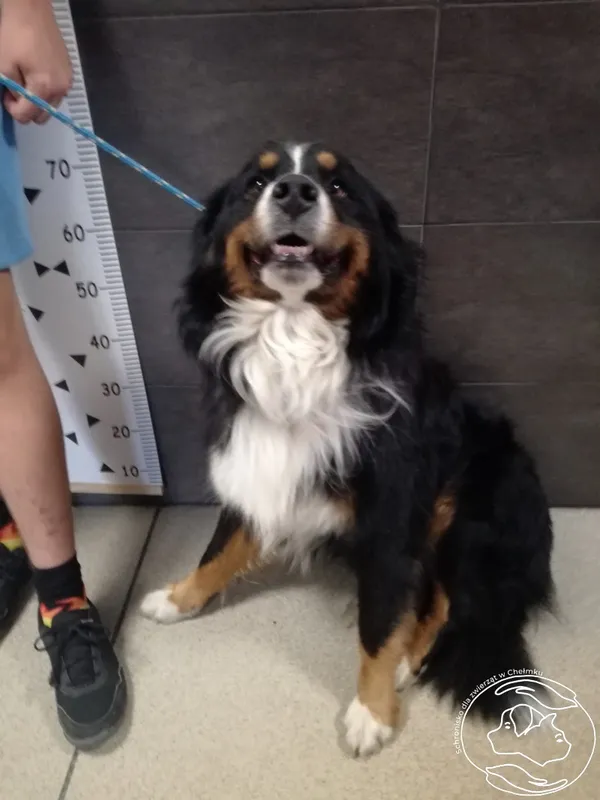 Znaleziono psa, Chełmek, 15 czerwca 2024