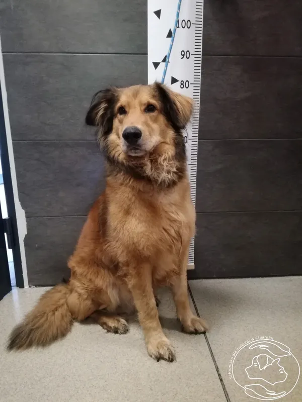 Znaleziono psa, Chełmek, 14 czerwca 2024