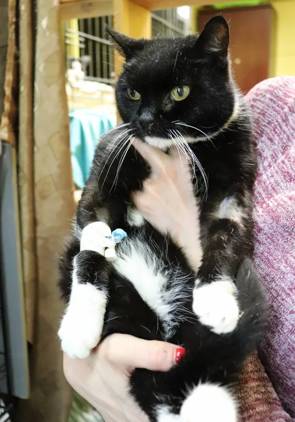 Znaleziono kota, Łódź, 13 czerwca 2024 (2/2)