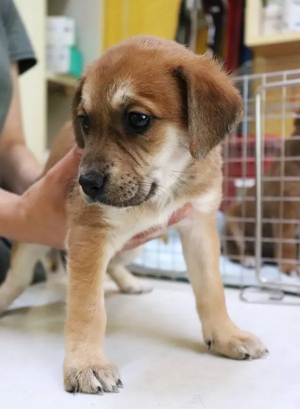 Znaleziono psa, Łódź, 15 czerwca 2024 (2/2)