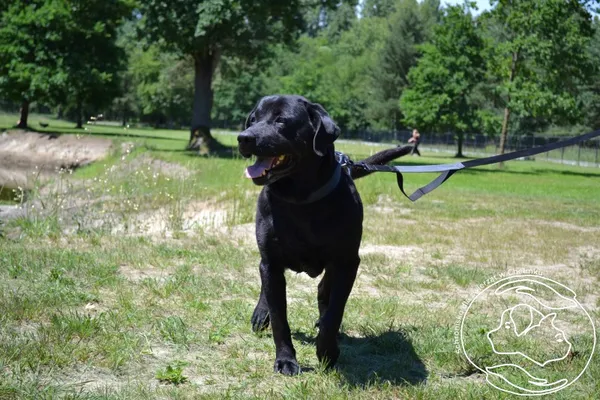 Pies do adopcji, Chełmek, 18 maja 2024