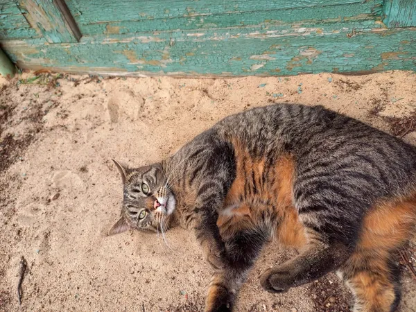 Zaginął kot, Łódź, 15 czerwca 2024