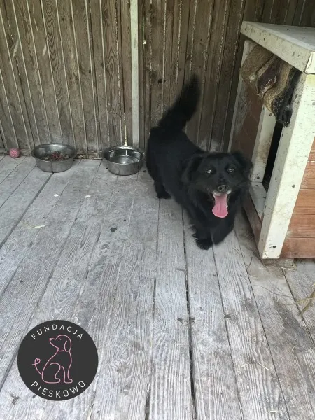 Pies do adopcji, Wolsztyn, 15 czerwca 2024